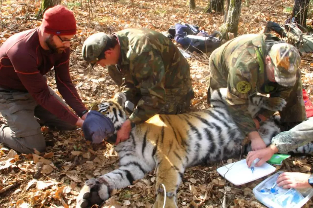 Jonathan Slaght, a la izquierda con gorro rojo, ayuda a monitorizar un tigre del Amur anestesiado.
