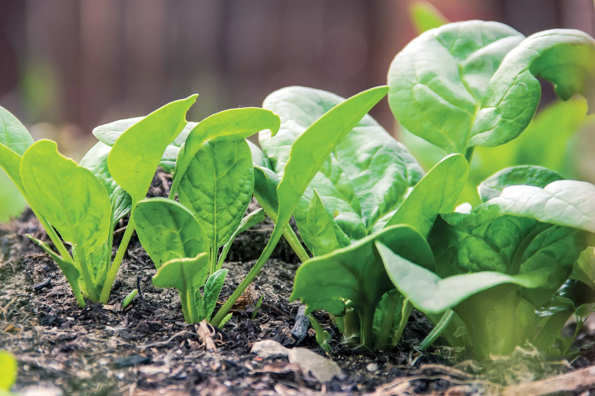 Ideal para macetas, canteros y balcones soleados: productividad máxima en espacio mínimo
