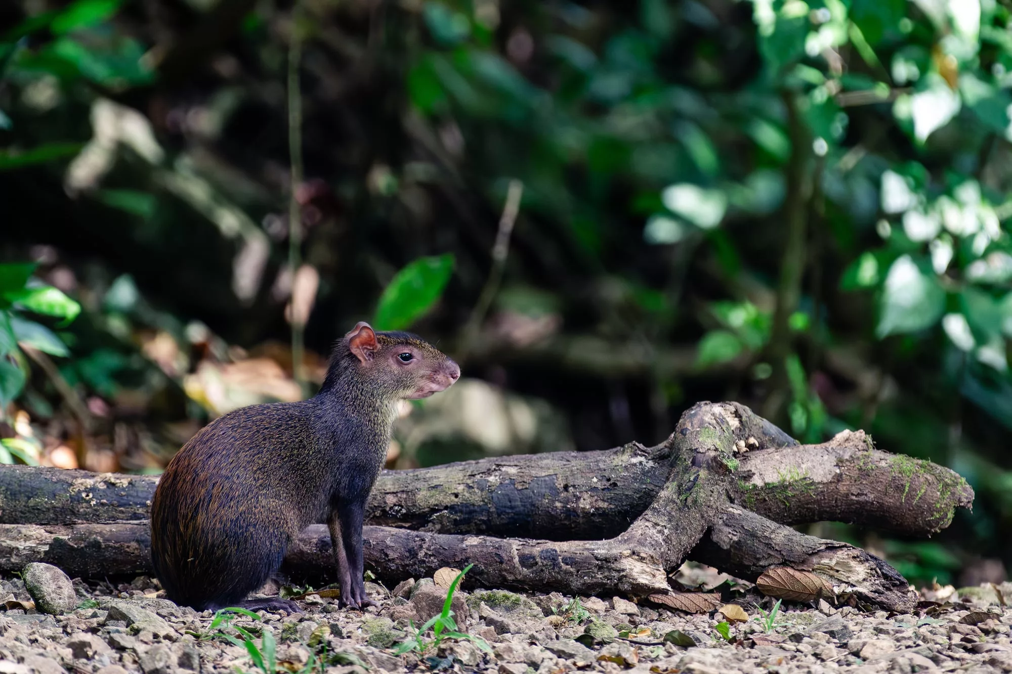 Uno de los hallazgos gastronómicos favoritos de Darwin en Sudamérica fue un roedor de aproximadamente 9 kilogramos (20 libras), posiblemente un agutí, cuya carne calificó como la mejor que había probado en su vida
