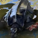 Drama de una tortuga gigante en Villa Gesell: apareció varada en la rompiente, agonizó durante un día y murió