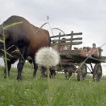 Una mirada de gratitud