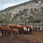 Robó vacas por un valor de $40 millones en Santa Cruz, cruzó la frontera con Chile y lo detuvieron