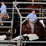 La carne encuentra un techo: señales de freno tras los precios récord de la hacienda