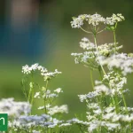 La planta que casi nadie cultiva y perfuma fragancias icónicas