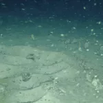 Una expedición que buscaba un barco en la Antártida encontró cientos de nidos de peces bajo un iceberg