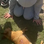 “Después se hace el hijo de Dios”: denuncian en Mar del Plata que un pastor evangélico mató un perro al que acusaba de romper bolsas de basura