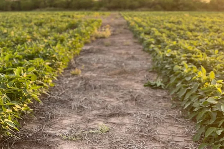 Las decisiones de Caputo para destrabar los dólares del campo desataron reclamos en EE.UU.