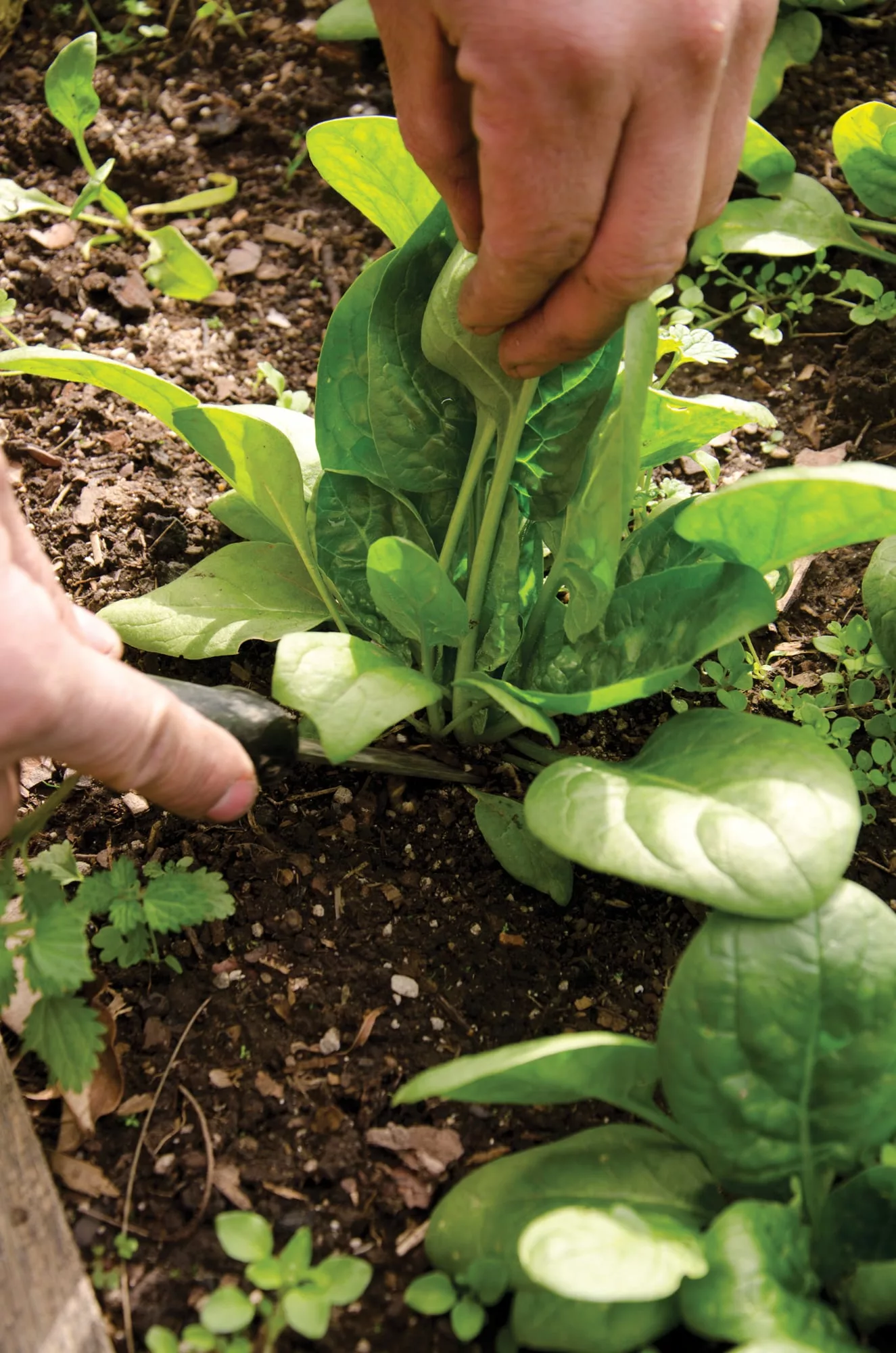 Pocas plantas crecen tan fácil y rinden tanto en la cocina como la espinaca