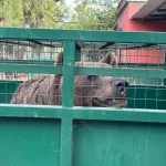 Así fue la llegada de Gordo y Florencia, los dos osos del exzoo de Luján que ahora vivirán en un santuario de Bulgaria