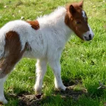 Un caballo enano deja de piedra a los pasajeros del avión de American Airlines