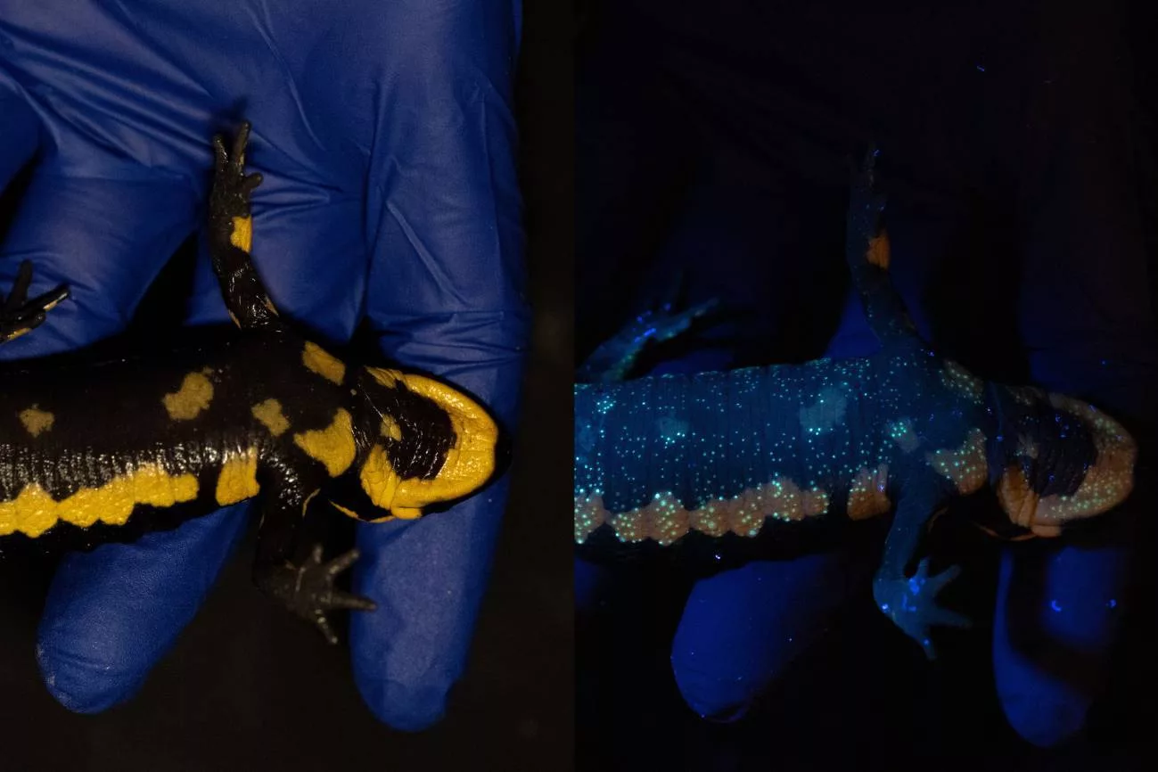 Dos imágenes de una salamandra, al natural y mostrando la biofluorescencia con rayos ultravioleta.