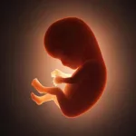 La Comunidad de Madrid aprueba que los bebés no nacidos cuenten desde el tercer mes de embarazo para pedir el carné de familia numerosa