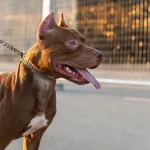 Qué provoca la agresividad en los perros, según un estudio de Harvard