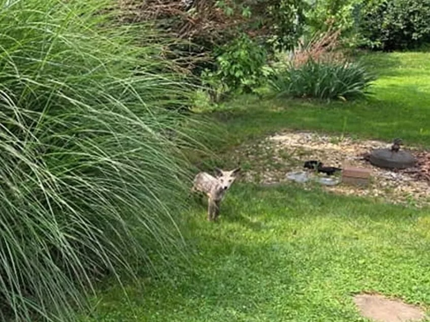 La criatura en cuestión no era nada más ni nada menos que un zorro.