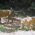 Misterio en Misiones: la Justicia investiga la desaparición de dos crías de yaguareté que habían sido liberadas en una reserva natural