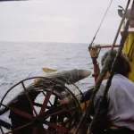 Desmitificación de un “villano”. Cuál es la amenaza letal que enfrenta una especie indispensable del Mar Argentino