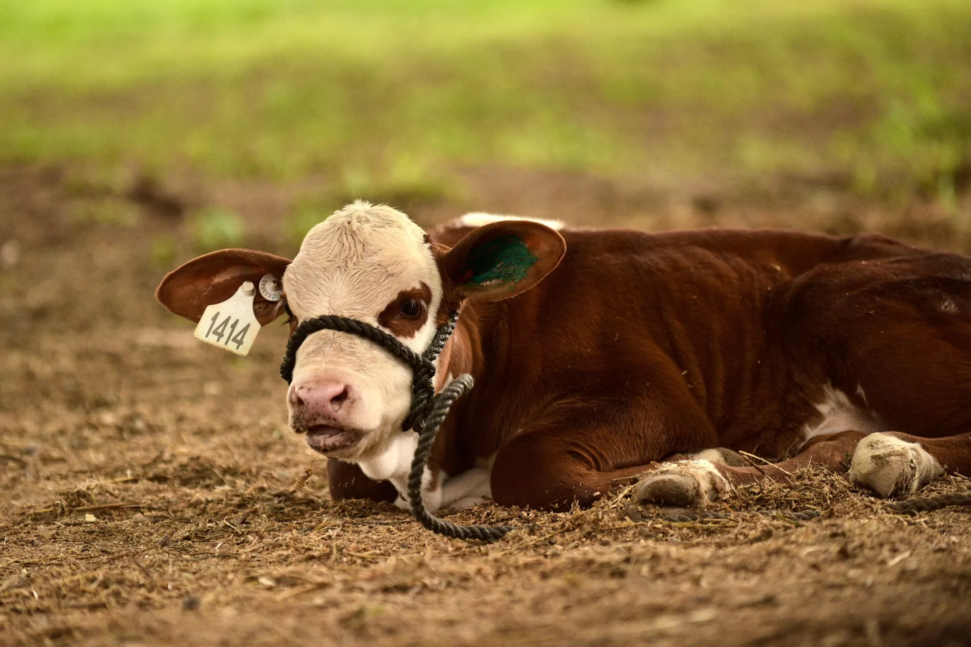 Participan 211 animales inscriptos de 29 cabañas, provenientes de siete provincias del país
