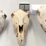 Un rebuzno de hace 2.800 años: Identificada en Cataluña la mula más antigua de Europa y del Mediterráneo Occidental