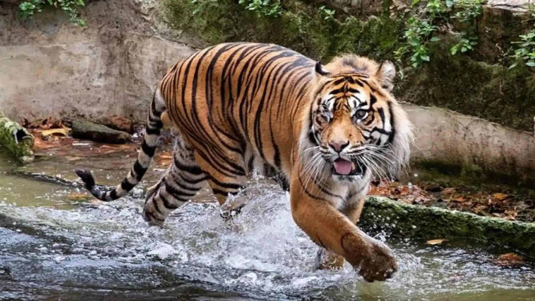 'Tibor', el tigre tuerto del Zoo de Barcelona.