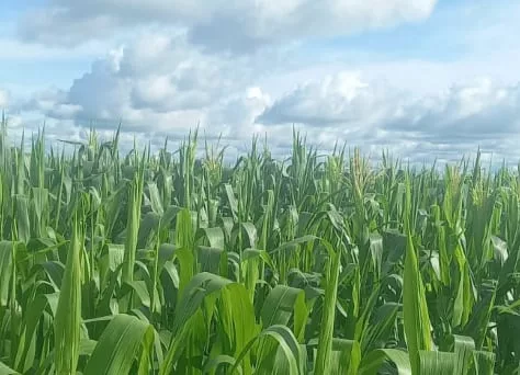 El primer gran punto de inflexión fue la incorporación del maíz safrinha en rotación con la soja y lo que comenzó como una segunda cosecha complementaria se transformó en una pieza central del esquema productivo