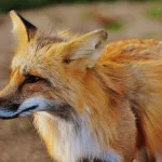 La patética lucha por una salchicha entre el zorro y el gato