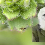 Darwin tenía razón: la ciencia confirma 150 años después que esta pequeña planta es una devoradora de insectos