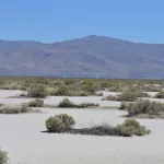 Así es la organización secreta de las plantas del desierto y zonas áridas que las hace resistir mejor la falta de agua