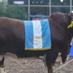 “La raza está en once puntos”: Fidel y Sorpresa llegaron desde Córdoba a la Expo Rural y fueron los mejores ejemplares de Braford