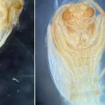 Descubren en Australia un fósil que podría cambiar la historia evolutiva de los insectos