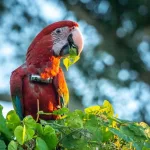 Apuntan a un grupo de chicos de entre 10 y 12 años por matar a “Charrúa”, un guacamayo rojo protegido