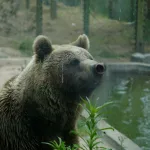 Dos osos y una tigresa del ex zoo de Luján son trasladados a Europa