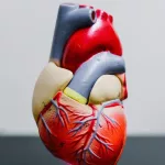 Día Mundial del Corazón: ¿por qué se celebra cada 29 de septiembre?