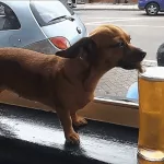 El perro ‘borrachín’ que bebe cerveza como si no hubiera mañana