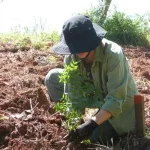 Plantan 100.000 árboles nativos en Misiones para restaurar un ecosistema amenazado