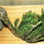 Una planta que engaña a la muerte inspiró a los científicos a imitar su poder para conseguir la vida eterna