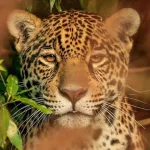 Crece la población de yaguaretés y los avistajes son cada vez más frecuentes en Corrientes