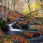 Tejera Negra, la “cápsula del tiempo” ecológica que resiste al fuego (por ahora)