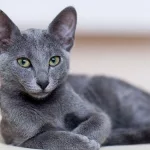 Día Internacional del Gato: ¿por qué se celebra el 8 de agosto?