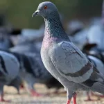 Hotel de palomas para proteger las calles de Berlín