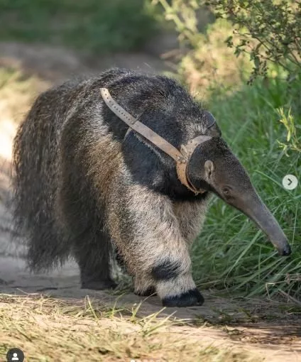 El oso hormiguero gigante (Myrmecophaga tridactyla) también está en proceso de restauración en la Argentina.