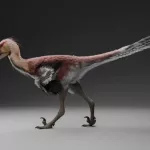 Hallan restos fósiles de una nueva especie de dinosaurio raptor en Santa Cruz