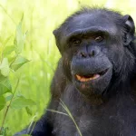 Murió Tomy, el chimpancé que llegó al zoo de La Plata en un plan canje y buscaron hacer “sujeto de derecho”