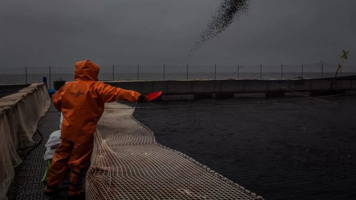 Trabajador alimentando a los salmones en las jaulas del sistema chileno.