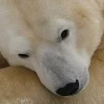 Graban este inesperado ‘juego’ entre un perro y un oso polar