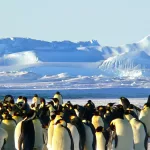 El día que los documentalistas de la BBC rompieron su regla más importante y salvaron a una decena de pingüinos