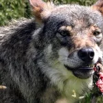Dinamarca advierte sobre encuentros con lobos: “No corra, mírelo a los ojos y oponga resistencia”