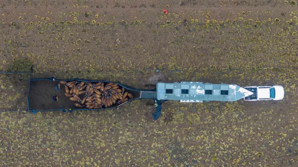 Los guanacos llegaron al Chaco tras un viaje por tierra de 3200 kilómetros desde la patagónica provincia de Santa Cruz.