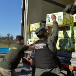 Cocaína camuflada entre bananas: incautaron un cargamento narco valuado en millones de dólares