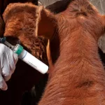 El Gobierno hizo cambios en la campaña de vacunación en la fiebre aftosa: autorizó la libre elección de veterinarios privados