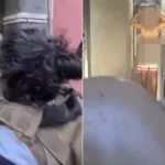 “No te hagas matar, Juan”: la súplica de una madre para que su hijo se entregue a la Policía por una balacera en Córdoba